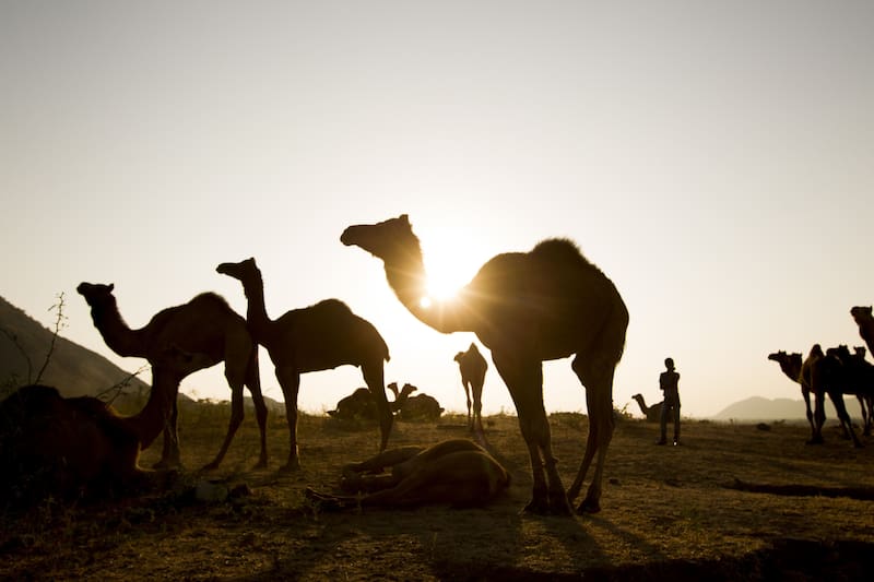El reparto de camellos es el núcleo de la historia contada por Zuchovicki y elogiada por el presidente Milei.