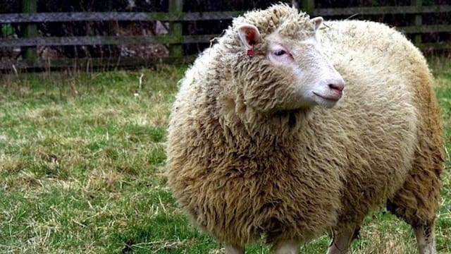 Las exportaciones ovinas subieron un 45% en el primer trimestre