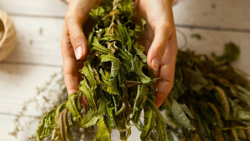 Cultivar estas hierbas en casa proporciona acceso a remedios naturales de una forma más rápida.