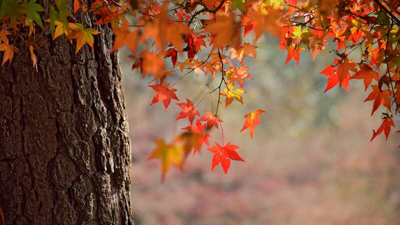 Conocé este ritual para limpiar tus energías en otoño.