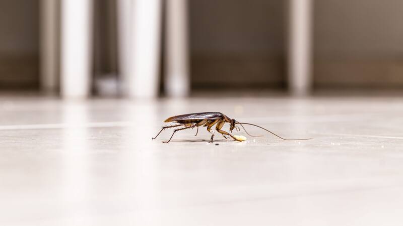 Mercadona tiene un producto para eliminar las cucarachas de tu hogar.