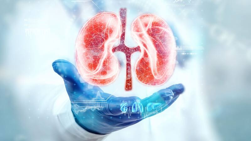 Es fundamental que este órgano funcione correctamente.
Foto: archivo