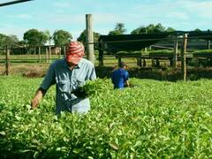 Yerba: productores e industria no se ponen de acuerdo en los precios y laudará el Gobierno