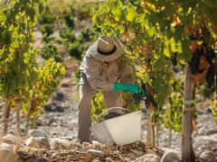 Cuál es la zona de La Pampa que no sufrió heladas tardías y hoy cautiva a la industria del vino