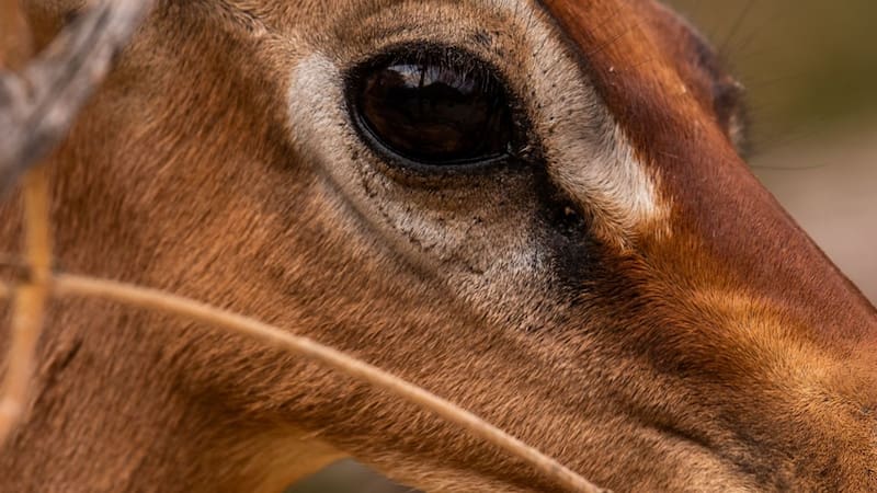 Miedo en el mundo animal | Buscan al último "unicornio de Asia": el mamífero más raro del mundo.