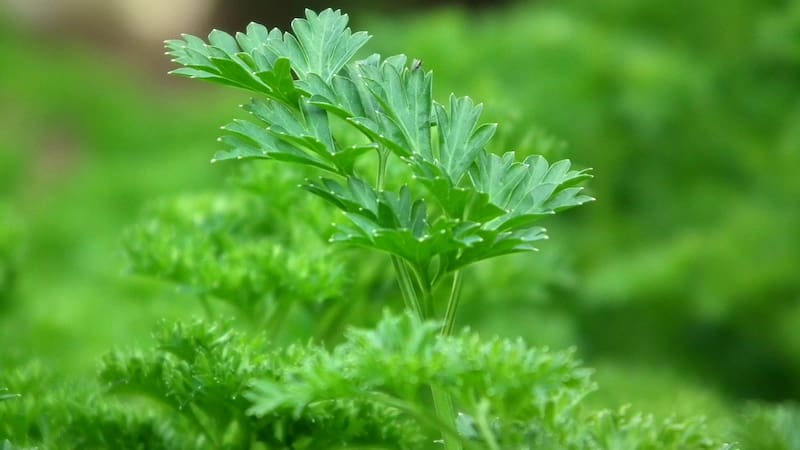 El perejil tiene propiedades antiinflamatorias que curan los dolores. Fuente: Pexels