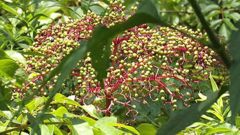 La flor de sauco puede mejorar la salud respiratoria, siendo útil en el manejo de la bronquitis, el asma y la ronquera. (Foto: Wikimedia Commons - Johnny Shumway)