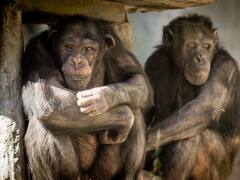 La emocionante historia de los chimpancés del Ecoparque que ahora serán libres en el Reino Unido