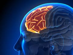 El desayuno ideal existe: la hierba que fortalece el cerebro, reduce el deterioro cognitivo y evita la pérdida de memoria