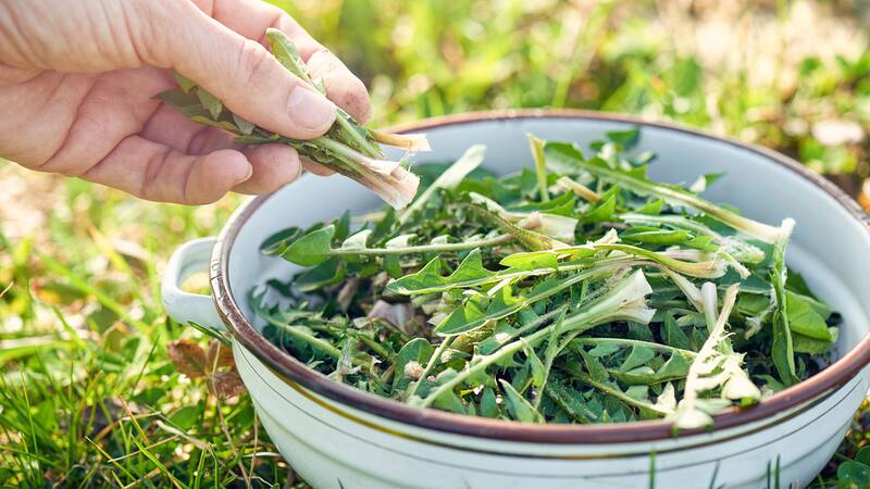 La hierba medicinal con vitamina A, magnesio y potasio que ayuda a aliviar todos los dolores.