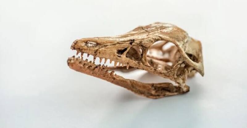 Los dientes del Archaeopteryx sugieren una dieta carnívora, lo que indica que se alimentaba de grandes invertebrados. fuente: mnemolia.com