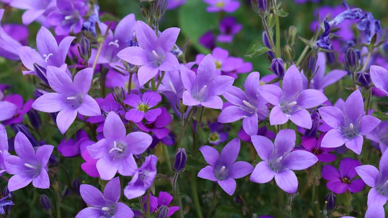 La planta milenaria que "todo lo cura", tiene vitamina C y puede evitar el envejecimiento.