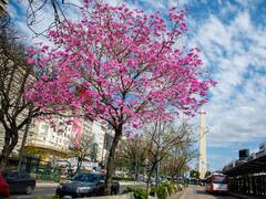 Día mundial del medio ambiente: la Ciudad plantará más de 22 mil árboles