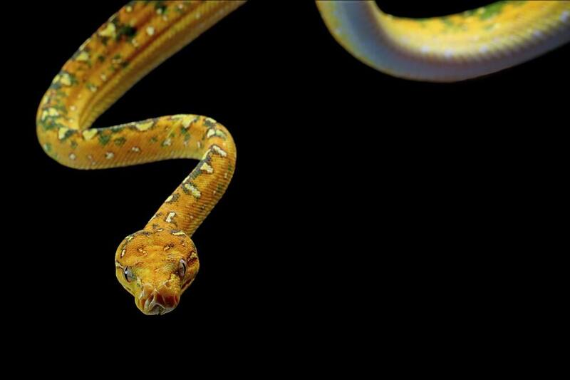 La serpiente es uno de los 3 signos más problemáticos del horóscopo chino para convivir en pareja, junto con el conejo y la cabra. Foto: Freepik