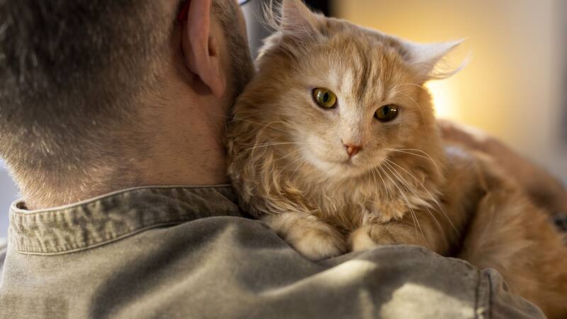 Los gatos han acompañado a la humanidad durante miles de años, pero su evolución aún es objeto de estudio.