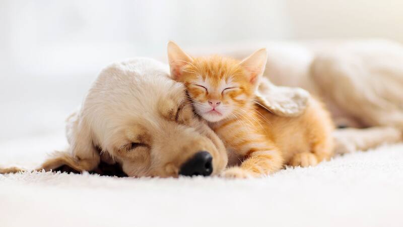 Hay una gran variedad de razas pero algunas son más adecuadas para convivir con otros animales.