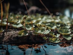 El alimento perfecto que contribuye a evitar la diabetes: regula la glucosa, está lleno de vitamina A y ayuda a prevenir el cáncer.