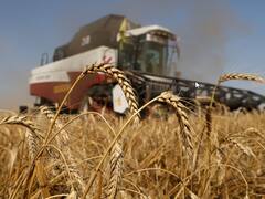 Trigo con viento de cola: subió 5,94% en Chicago, cuáles son las razones detrás del salto