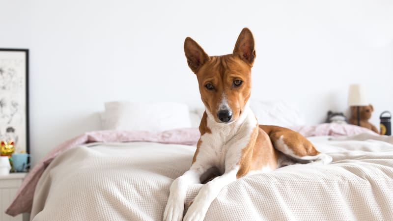 Descubre las recomendaciones de un especialista sobre el tiempo máximo que tu perro puede estar solo.