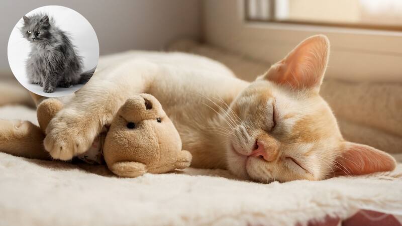 <div class="migrated-promo-image__description"><div class="migrated-promo-image__source">Fuente: Shutterstock</div></div>