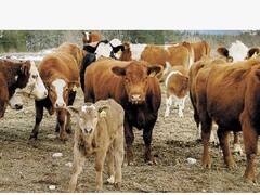 El BCRA impide a ruralistas operar con bancos si se niegan al censo