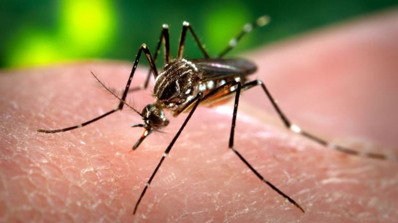 ¿Tengo COVID o dengue? Cómo reconocer los síntomas y diferenciarlos