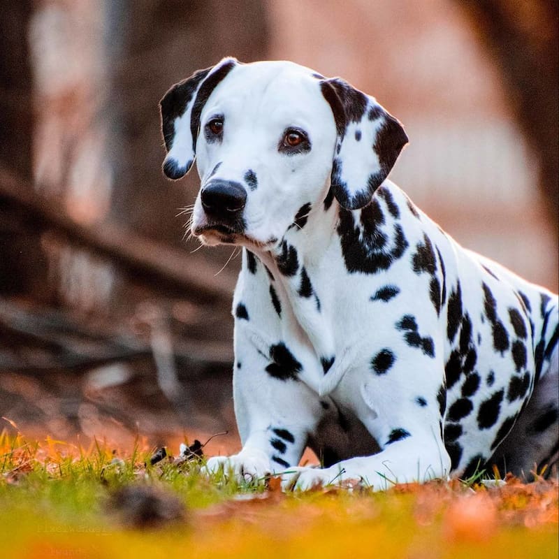 El dálmata es muy sociable pero es una raza difícil de cansar. (Fuente: GETTY IMAGES)