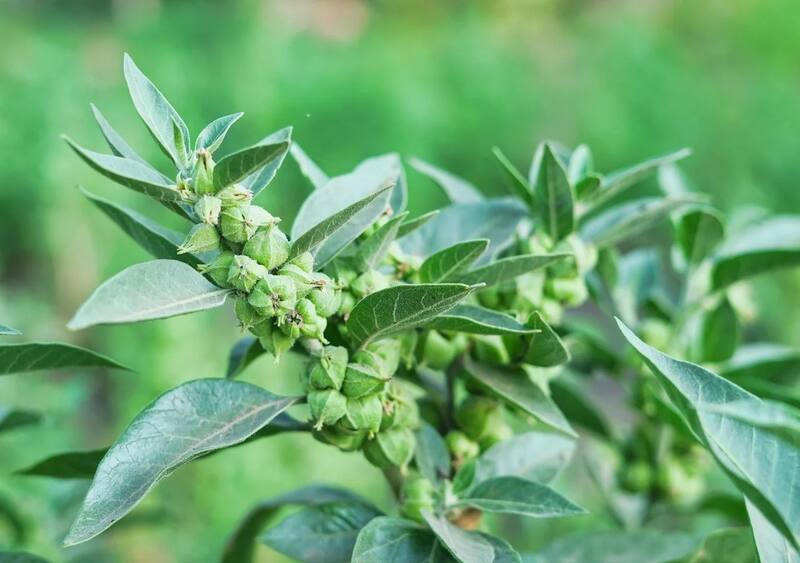 La ashwagandha, conocida científicamente como Withania somnifera, es una planta adaptógena utilizada durante siglos en la medicina ayurvédica. Imagen: archivo.