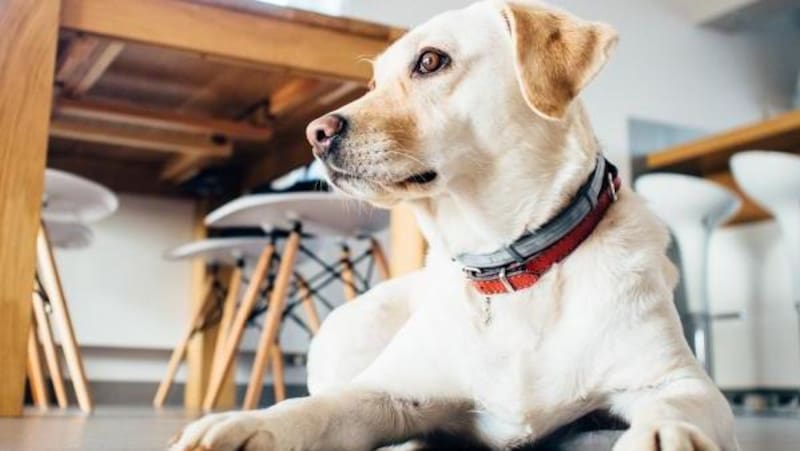 Si no vas a estar en casa, asegurate que tu perro tenga todo lo necesario y llamá a un amigo para que lo cuide. (Fuente: Archivo).