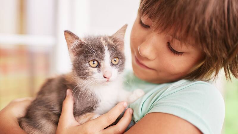 Este comportamiento felino tiene varias explicaciones.