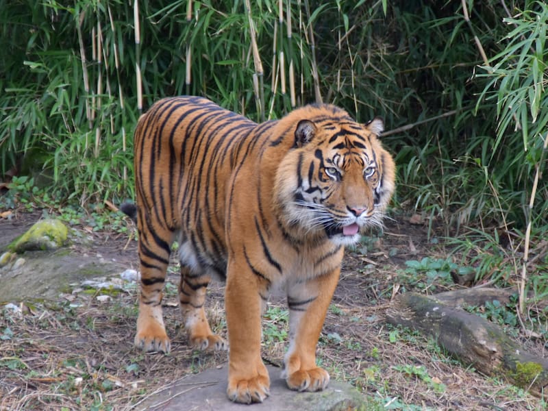 El tigre de Java se asemeja mucho al tigre de Sumatra, pero tiene características genéticas distintas. Foto: Wikimedia Commons