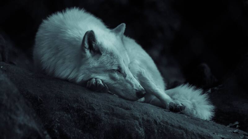 Conocé el misterio de la Luna de Lobo.