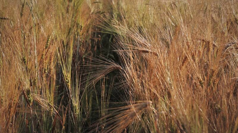 El Gobierno asegura tener alternativas para paliar los efectos de la sequía