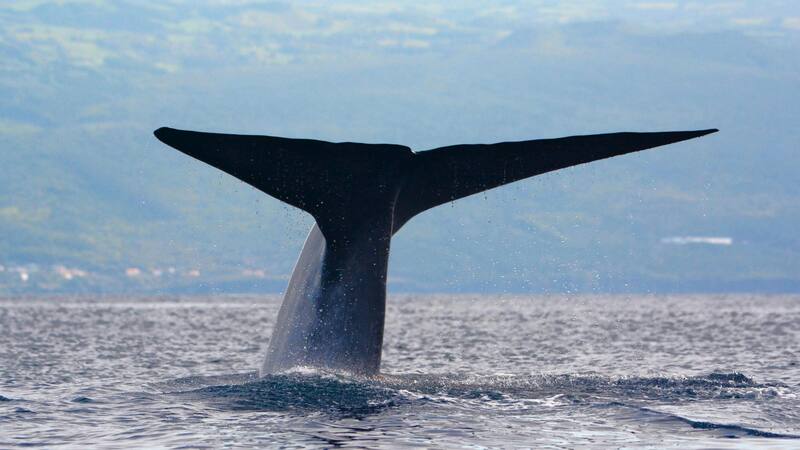 Encuentran un organismo vivo más grande que la ballena azul del Atlántico.