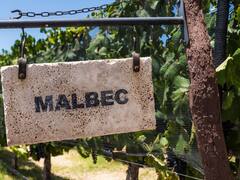 Día del Malbec 2022: cuándo es, por qué se festeja y dónde ir a probar el mejor vino de la Argentina