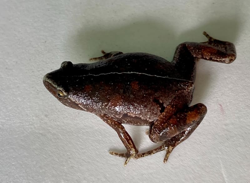 Se estima que hay al menos 7400 especies de ranas en todo el mundo, entre las que aparece esta nueva encontrada en Ecuador. (Foto: Wikimedia)