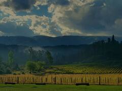 La deliciosa ruta del vino en Córdoba para disfrutar de esta bebida nacional