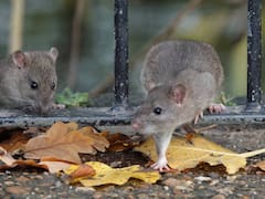 Descubren la relación entre las ratas y algunos de los virus más letales que se pueden contraer