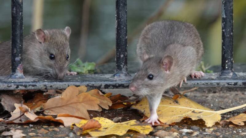 Descubren la relación entre las ratas y algunos de los virus más letales que se pueden contraer.