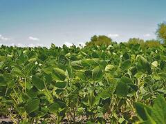 EE.UU. recortó casi 13% su previsión para la cosecha de soja argentina