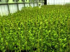 El primer 'unicornio' de cannabis llega al país y la dirigirá un ex Accenture