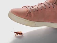 El insólito motivo por el que nunca debes pisar una cucaracha