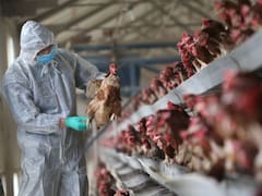 Uruguay declara la emergencia sanitaria por gripe aviar en todo el país