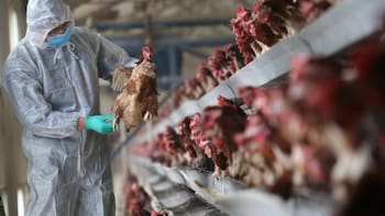 Uruguay declara la emergencia sanitaria por gripe aviar en todo el país