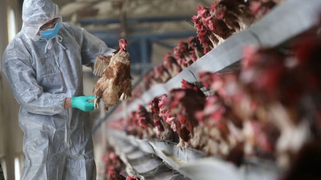 Uruguay declara la emergencia sanitaria por gripe aviar en todo el país