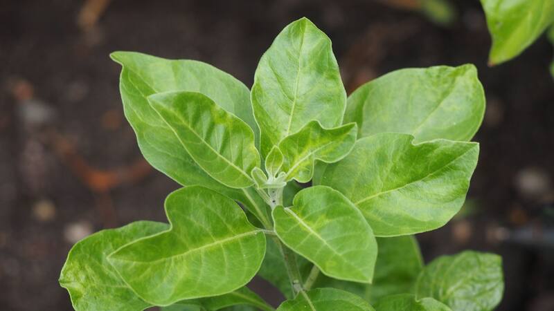 Esta interesante hierba medicinal es muy valorada por su capacidad para luchar contra el estrés