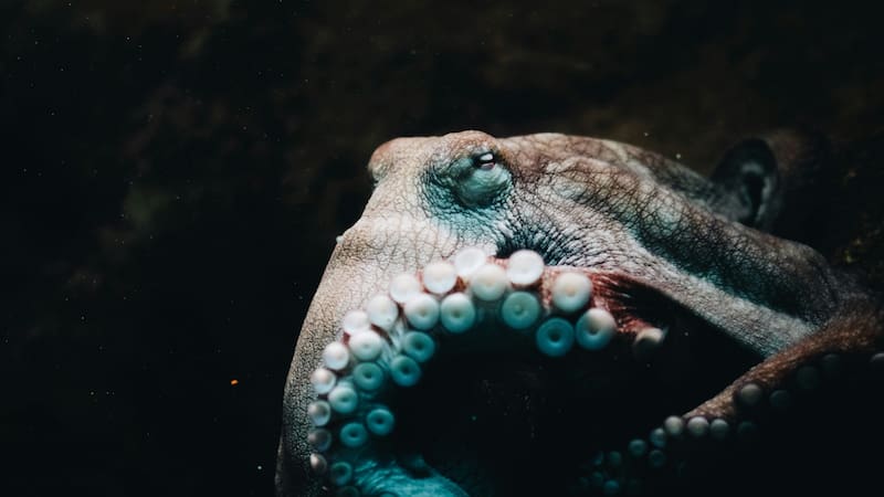 La ciencia habría encontrado que los pulpos pueden experimentar un comportamiento de los humanos.