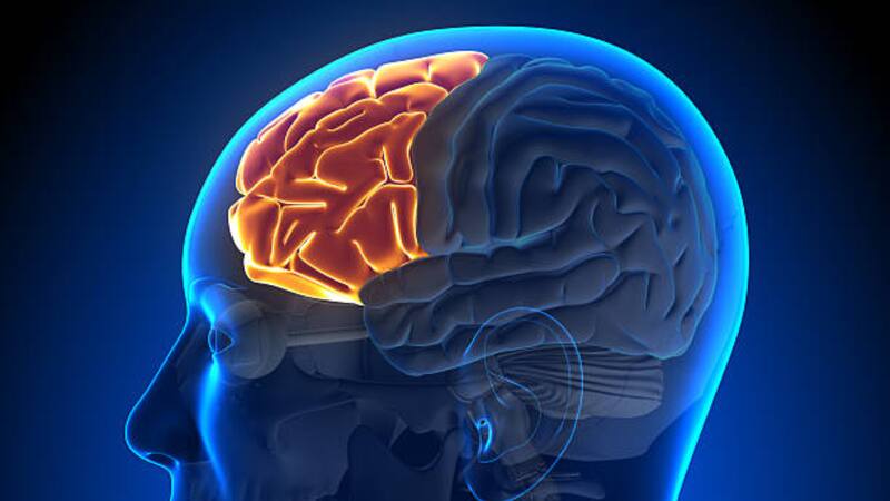 Lograron que el organoide funcione efectivamente como una red. Fuente: archivo.