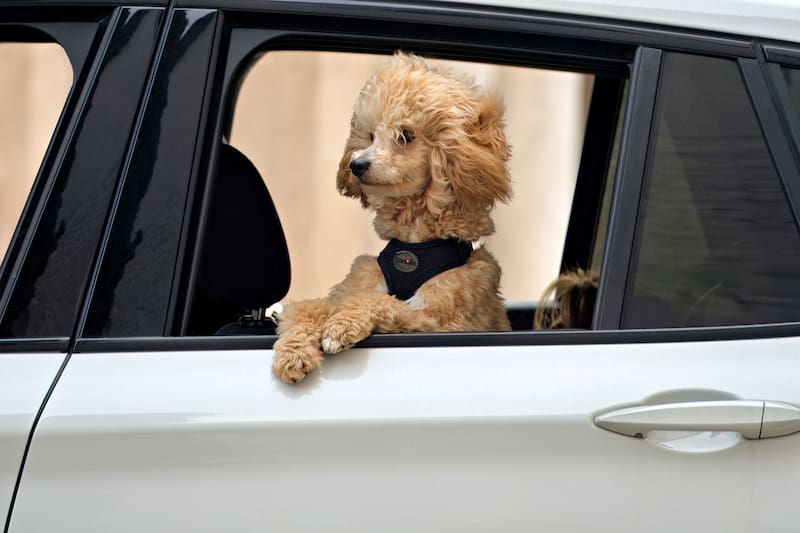 Hacé salidas cortas con tu perro en el auto para que se logre familiarizar con él (Fuente: Pixabay)