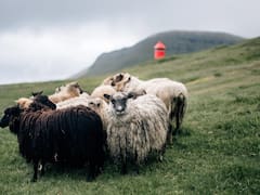 Un peludo reemplazo para Google Street View